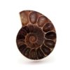Anillo ammonites en plata (1)