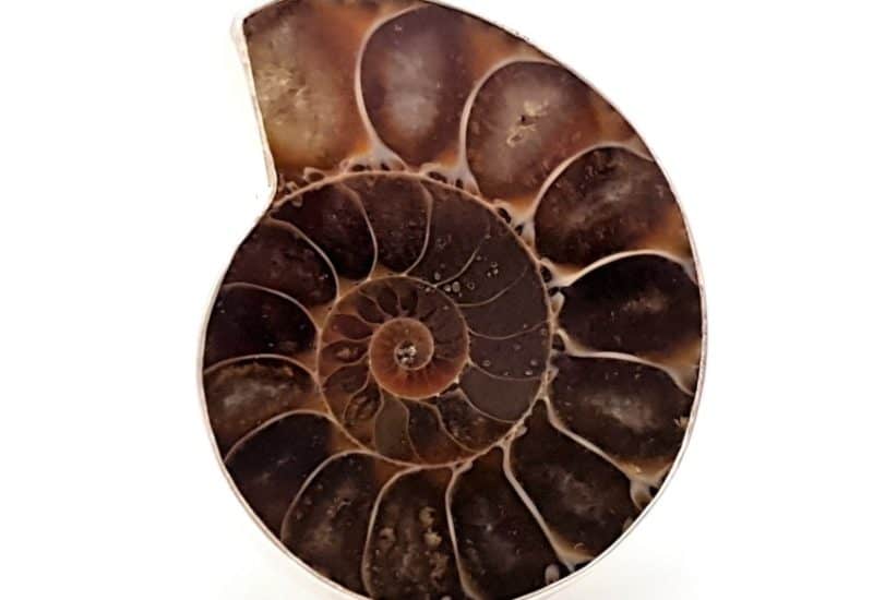 Anillo con Ammonites en plata