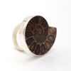 Anillo ammonites en plata (3)