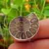 Anillo ammonites en plata (6)