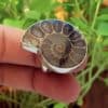 Anillo ammonites en plata (7)