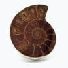 Anillo de fósil de ammonites en plata (1)