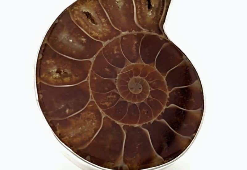 Anillo de fósil de ammonites